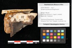 Foto (Objekt + Etikett) von Sphaeria lycobroma Ettingshausen (NHMW-GEO-2024-0188-0037)